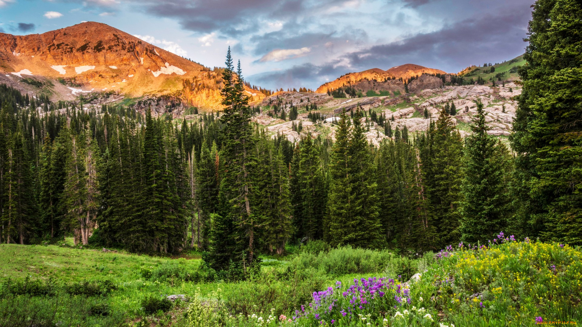 , , , , , , , , utah, albion, basin, , 